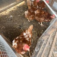 Galline ovaiole