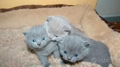 Gattini di Scottish straigh