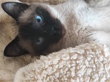 Gatto siamese adulta