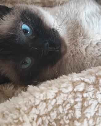 Gatto siamese adulta