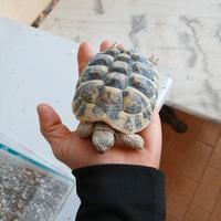 Tartaruga