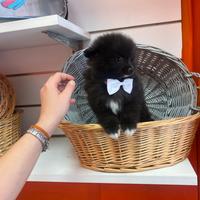 Volpino di Pomerania miny toy femmina