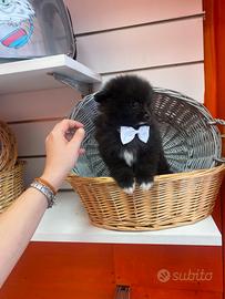 Volpino di Pomerania miny toy femmina