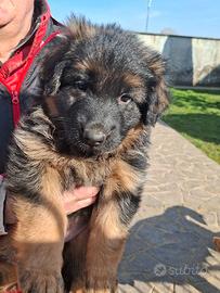 Cucciola pastore tedesco pelo lungo