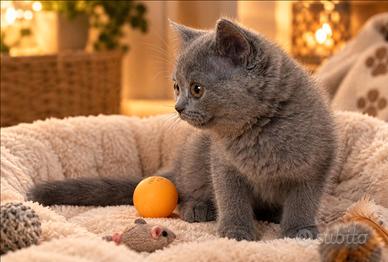 British shorthair femmina blu