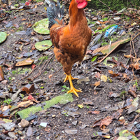 Gallo