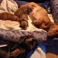 Cuccioli di Bassotto Maschio Kaninchen Pedigree