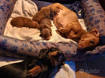 Cuccioli di Bassotto Maschio Kaninchen Pedigree