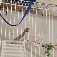 Gola tagliata mutazione grigio