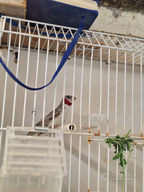 Gola tagliata mutazione grigio