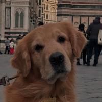 Cuccioli Golden