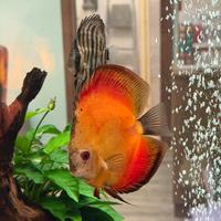 Pesce Discus