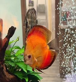 Pesce Discus