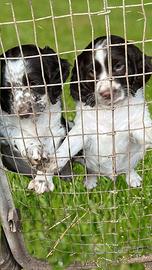 2 splendidi cuccioli di Springer
