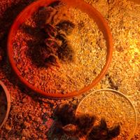 04 Marzo schiusa Jumbo