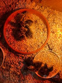 04 Marzo schiusa Jumbo