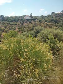Oliveto terreno, con passaggio di acqua vicino