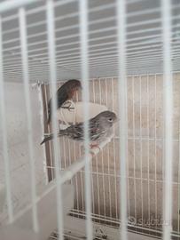 Ciuffolotto messicano maschio anellato