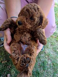 Cuccioli Barboncino Red Toy/Nano con Pedigree ENCI