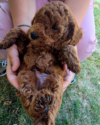 Cuccioli Barboncino Red Toy/Nano con Pedigree ENCI