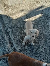 Cane di piccola taglia