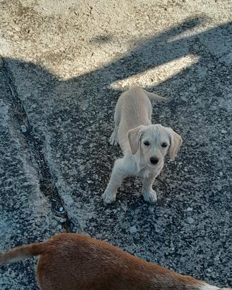 Cane di piccola taglia