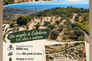 Terreno agricolo Isca Sullo Ionio 