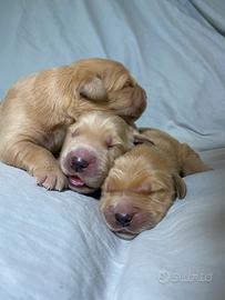 Cuccioli di Golden Retriever americano