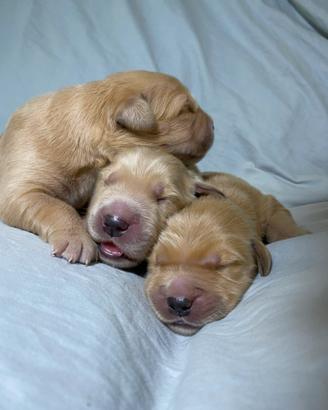 Cuccioli di Golden Retriever americano