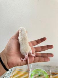 Ratti domestici