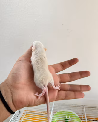 Ratti domestici