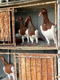 Tedeschi faccia lunga pica