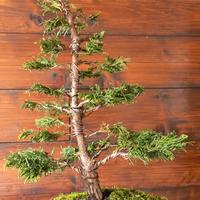 Bonsai di cipresso Hinoki