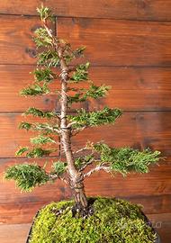 Bonsai di cipresso Hinoki