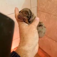 Cuccioli di bassotto tedesco nano