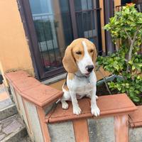 Beagle