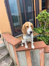 Beagle