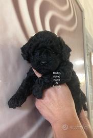 Barboncino nero