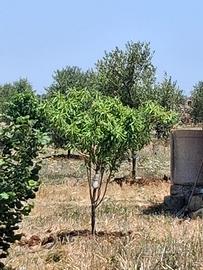 Terreno agricolo olivetato con casetta ad acqauric