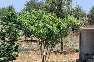 Terreno agricolo olivetato con casetta ad acqauric