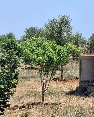 Terreno agricolo olivetato con casetta ad acqauric