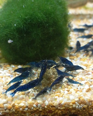 Caridine Blue dream
