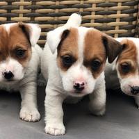 Cuccioli femmina di jack Russell