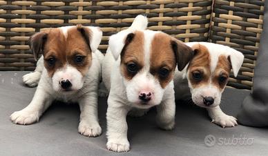 Cuccioli femmina di jack Russell