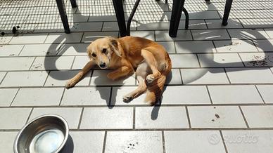 Cagnolina