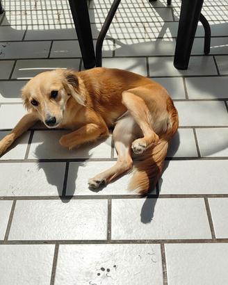 Cagnolina