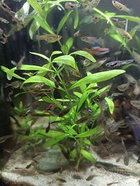 Guppy poecilia wingei endler