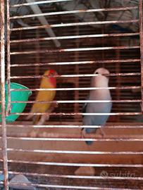 Inseparabili