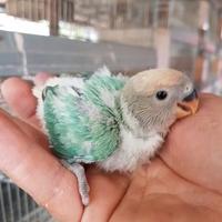 Pappagalli Inseparabili DA IMBECCO