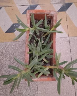 Pianta grassa 